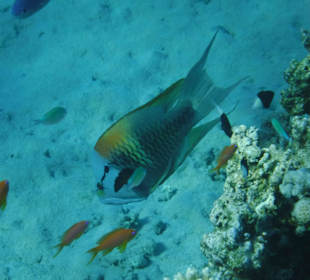 Stülpmaulfisch. Hotel Prima Life Makadi Bay