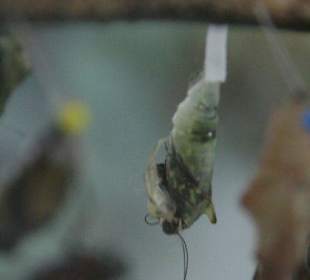 Schmetterling beim Schlüpfen