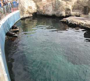 Aquarium / Oceanongrafic