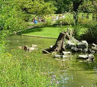 Wasserschweine nehmen ein  Bad