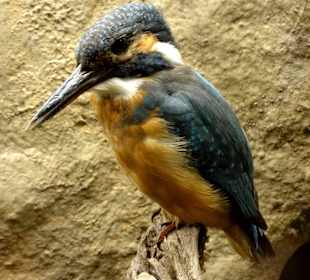 Vogelmuseum in der Museumsanlage