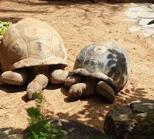 Schildkröten