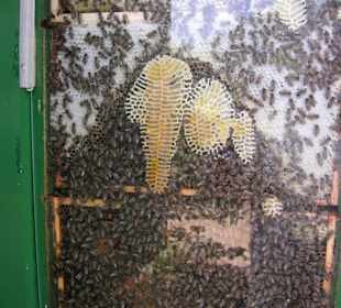 Bienenwabe geöffnet