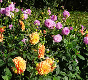 Impressionen aus dem Dahliengarten Hamburg