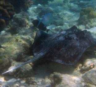 Hausriff Filitheyo Island