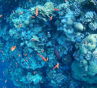 Eindrücke vom Schnorcheln am Hausriff