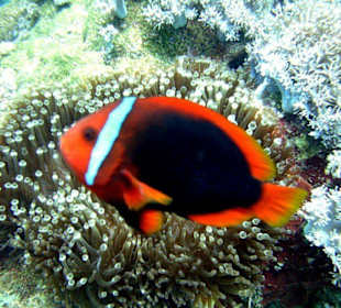 Anemonen Fisch