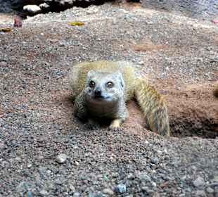 Oasis Park - Fuerteventura