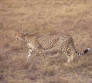 Gepard