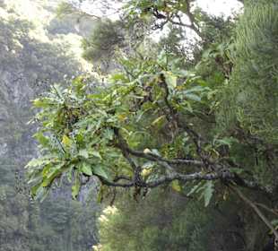 Wandern Caniço