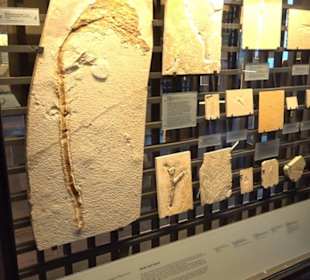 Jura-Museum