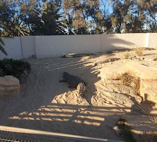 Krokodilfarm Animalia