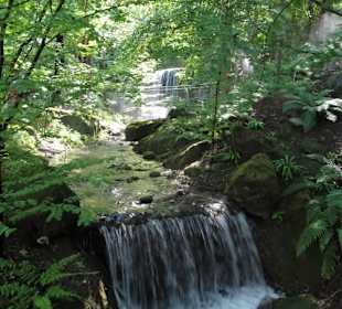 Im Farngarten von Schloss Trauttmansdorff