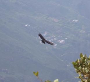 Adler am "little Wolrd's End" im Horton Plains Nat