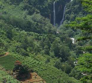 Wasserfall neben Teeplantagen