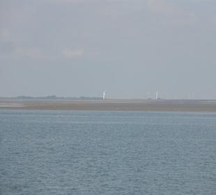 Seehunde auf der Seehundsbank vor Büsum