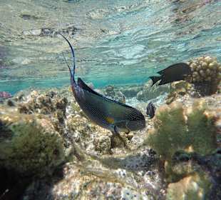 Schnorcheln Marsa Alam