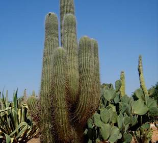 Gigantischer Kaktus
