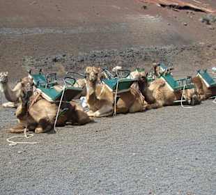 Kamele am Timanfaya