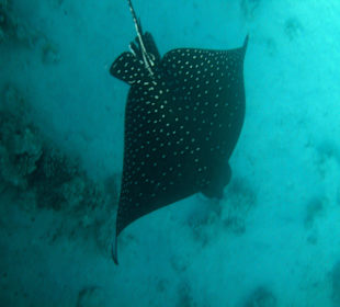 Hotel Stella Makadi Beach Resort