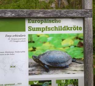 Afrika Bereich - Sumpfschildkröte