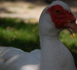 Muzeum Wsi Lubelskiej
