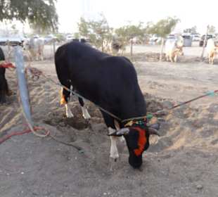 Vereinigte Arabische Emirate