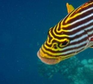 Hausriff Filitheyo Island