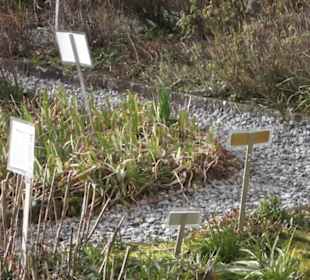 Gewürz- und Kräutergarten