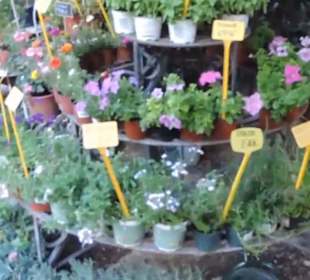 Real Jardín Botánico de Madrid