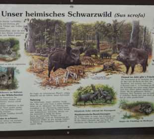 Altwege Rundwanderung Bebenhausen