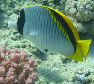 Gestreifter Riesen-Falterfisch