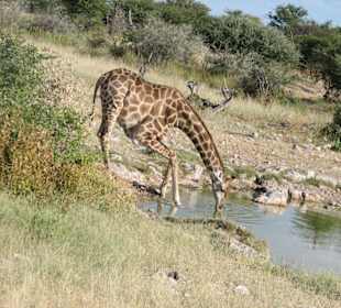 Trinkende Giraffe