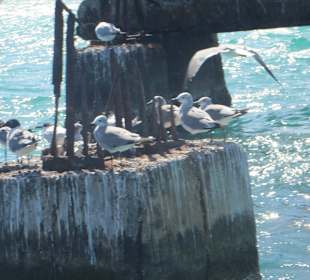 Halt bei einem Brückenrest aus den 2. Weltkrieg