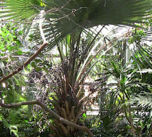 Palmenhaus