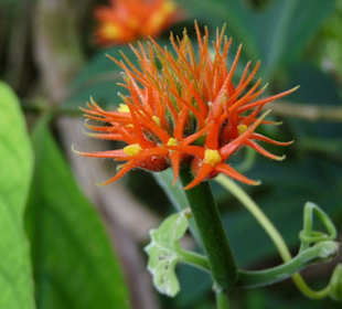 Cahuita Nationalpark