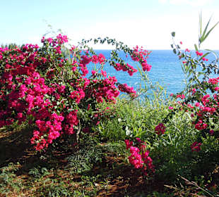 Blumen an der Promenade