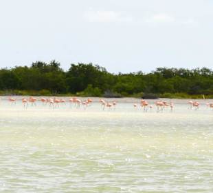 Flamingos auf Holbox