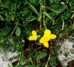 Erläuerung am Blumengarten Faschina