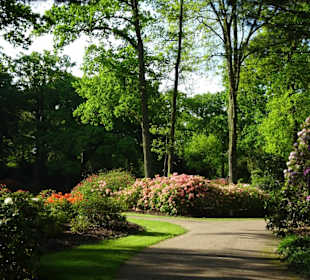 Hauptblüte im Rhododendronpark Bremen