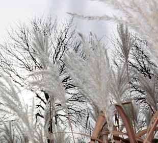 Verblühte Schilfgräser