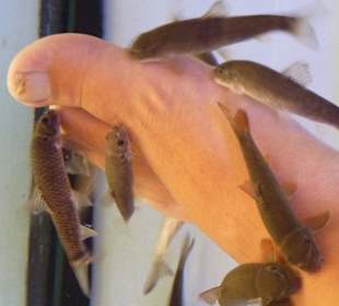 Die Fische lieben es zu knabbern!