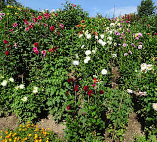 Eindrücke vom Rundgang durch die Gärten