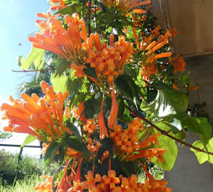 Taoro-Park – alles blüht