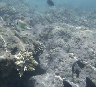 Schnorcheln Hurghada