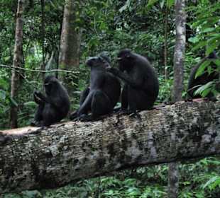 Ausflug in den Tangkoko NP