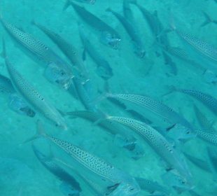 Schnorcheln Marsa Alam