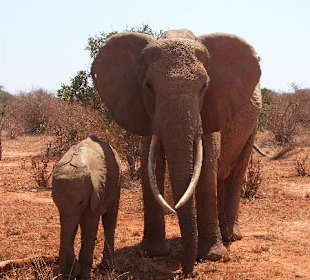 The red elephants of tsavo east, mama and baby