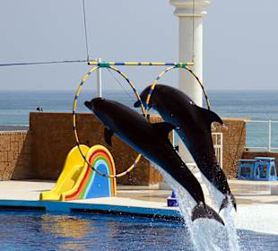 Delfinshow im Sealanya Delfinpark