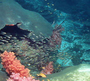 Tauchen bei den Similans